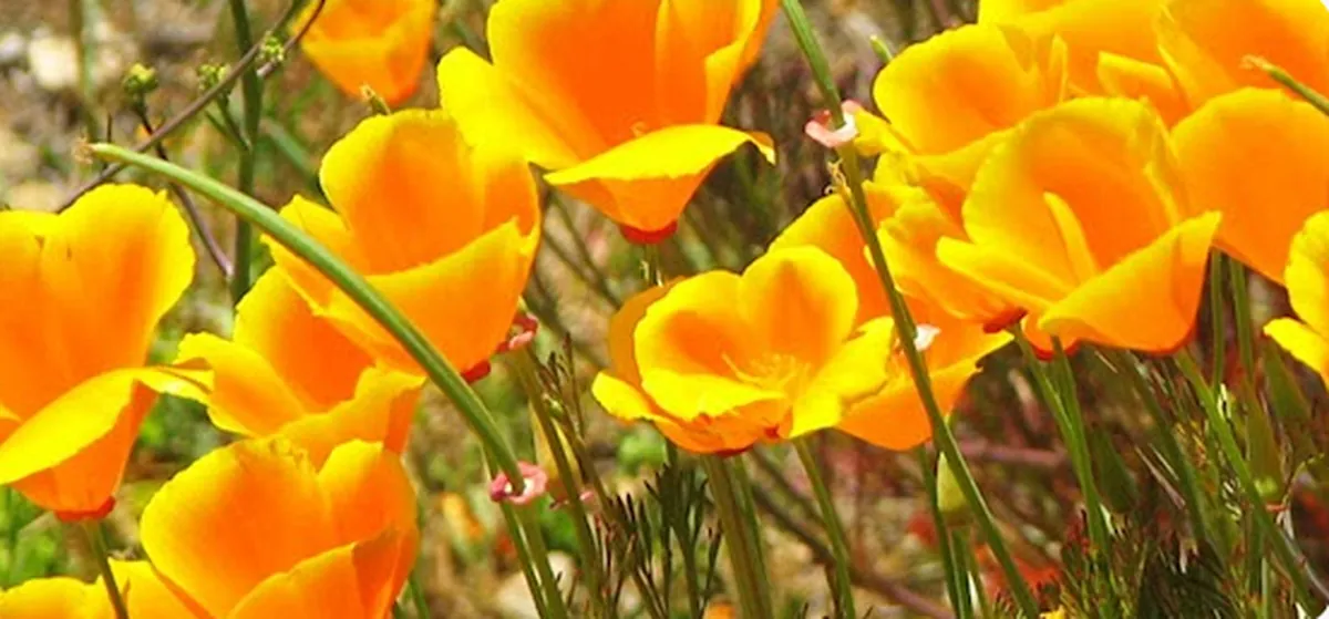 California Poppy